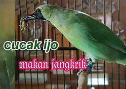 Jangkrik Cliring Untuk Cucak Ijo