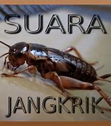 Suara Jangkrik Singkat Dan Lucu